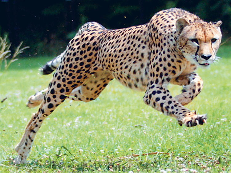 Cheetahs' ears help them run, and they're not the only animal whose ears do  double duty - The Verge