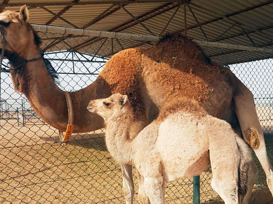 Saudi Arabia Video Clip Of Cafe Offering Camel Urine Goes Viral 6421