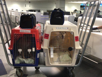 Leaving the UAE and taking 27 pets along