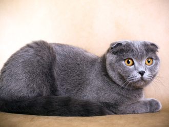 The painful life of a Scottish Fold cat