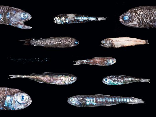 A variety of myctophids, or lantern fish