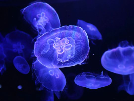 Jellyfish generic