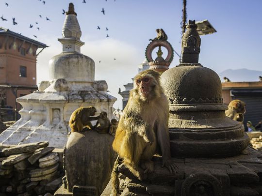 OPN_190110--monkeys-at-any-Indian-temple_P2-(Read-Only)