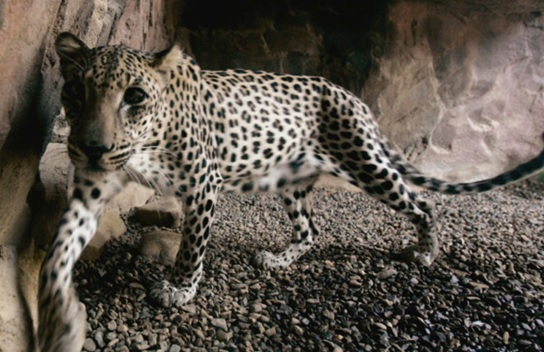 Leopard animal