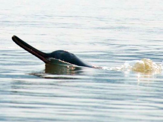 Gangetic river dolphin