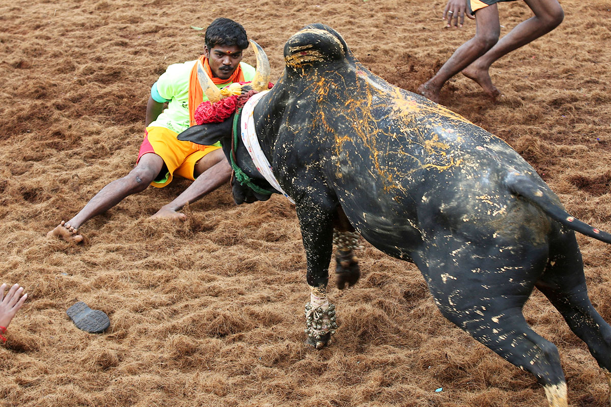 A bull charges towards a tamer