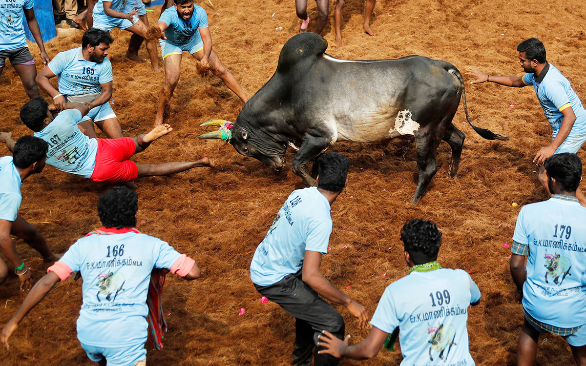 A bull charges towards participants during the Jallikattu bull-taming festival