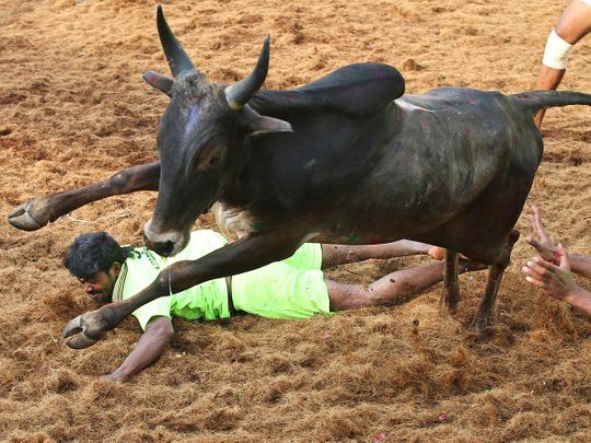 A bull runs over a tamer