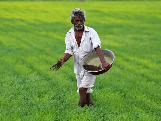A farmer spreads fertiliser mixed with potash in his paddy field