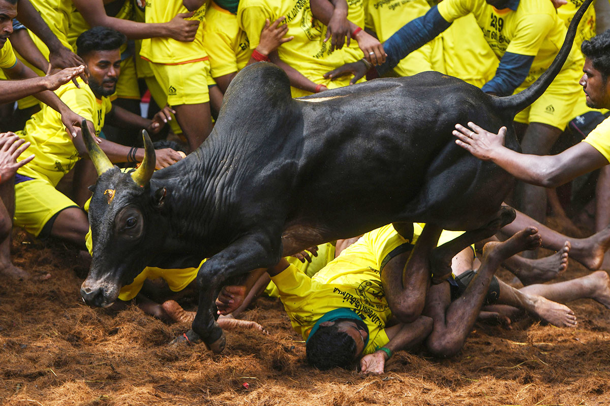 A participant falls under a bull
