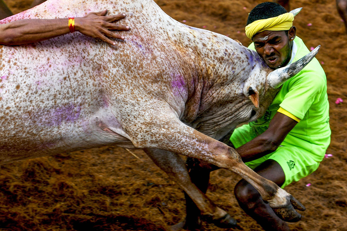 A participant is hit by a charging bull at the annual bull wrestling