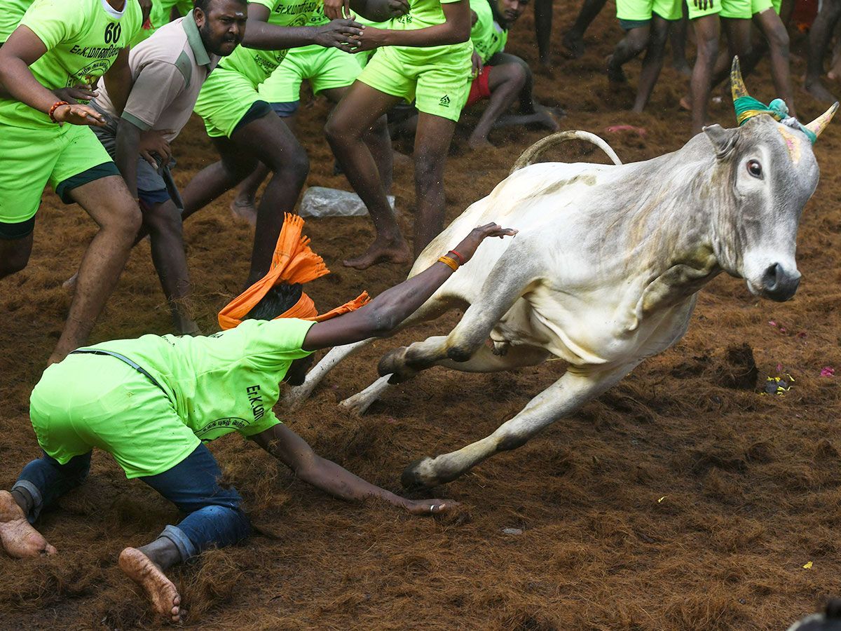 A participant tries to control a bull during Jallikattu