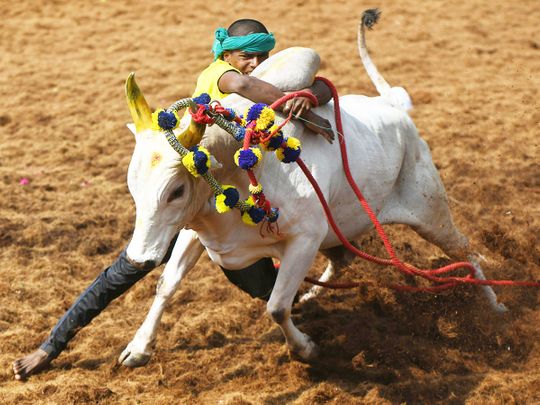 A participant tries to control a bull