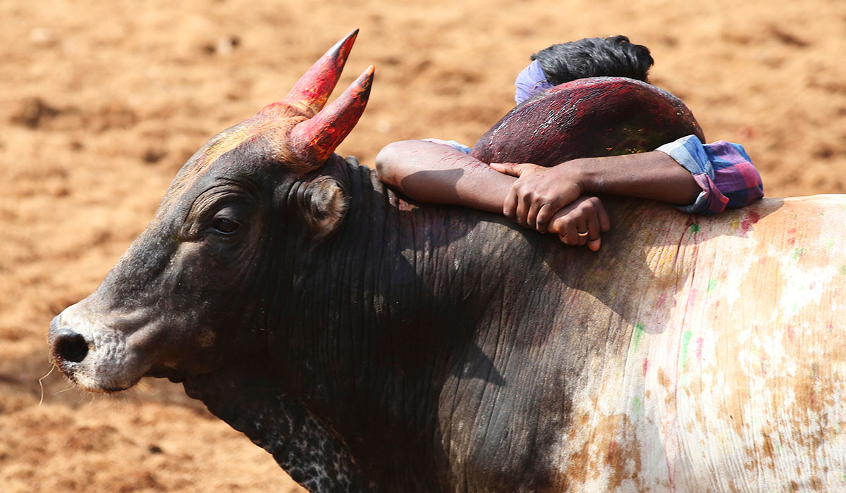 A tamer holds on to a bull's hump