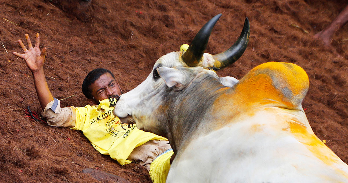 A tamer reacts as a bull charges towards him during the Jallikattu