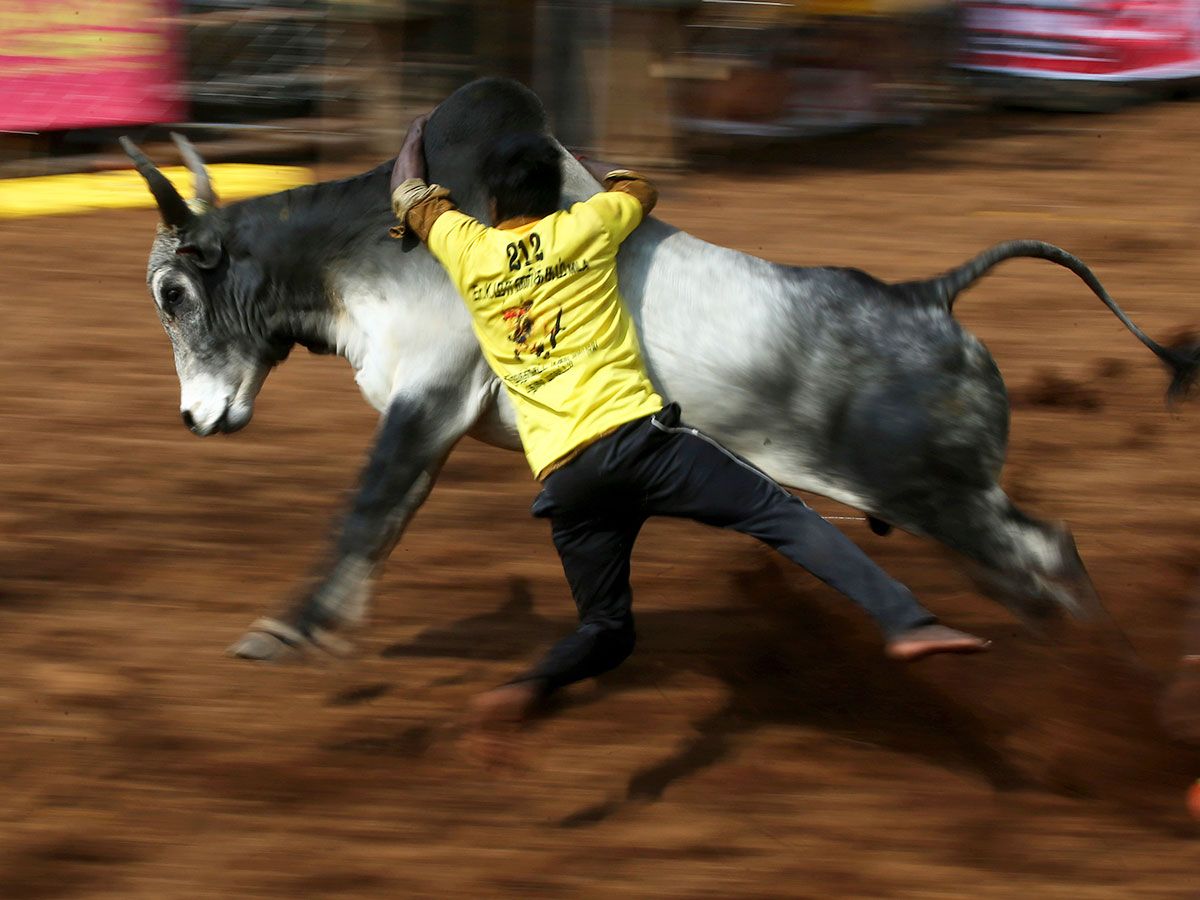 A tamer tries to control a bull during Jallikattu, in Palamedu