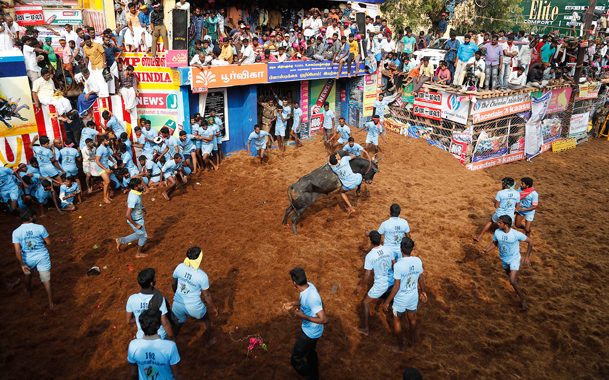 A tamer tries to control a bull during the Jallikattu, in Allanganallur