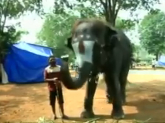 Lakshmi, an elephant in the Indian state of Tamil Nadu, has a penchant for the harmonica, and is showing great promise, according to her mahout, Balan.