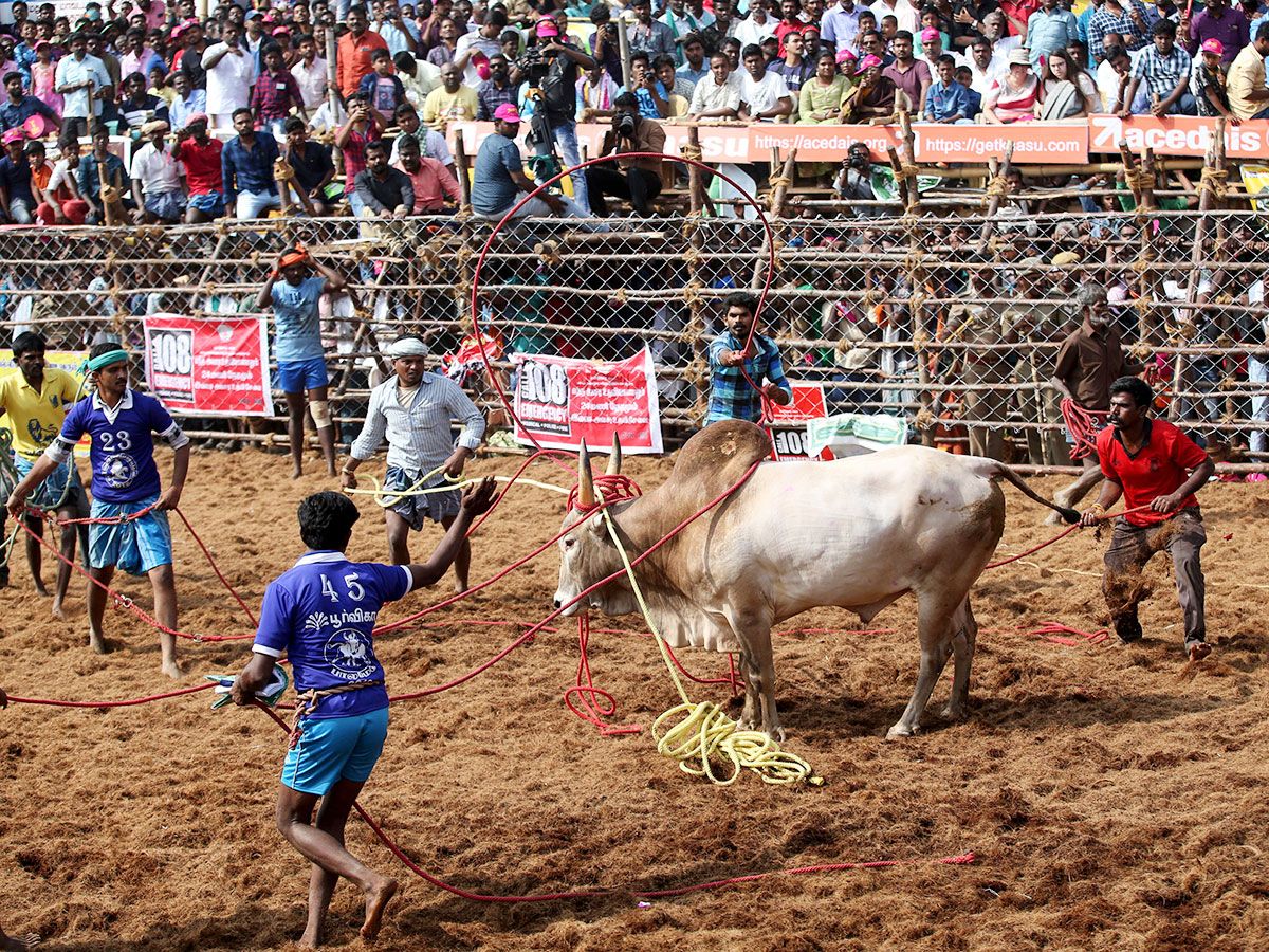 Owners and others use ropes to control a bul