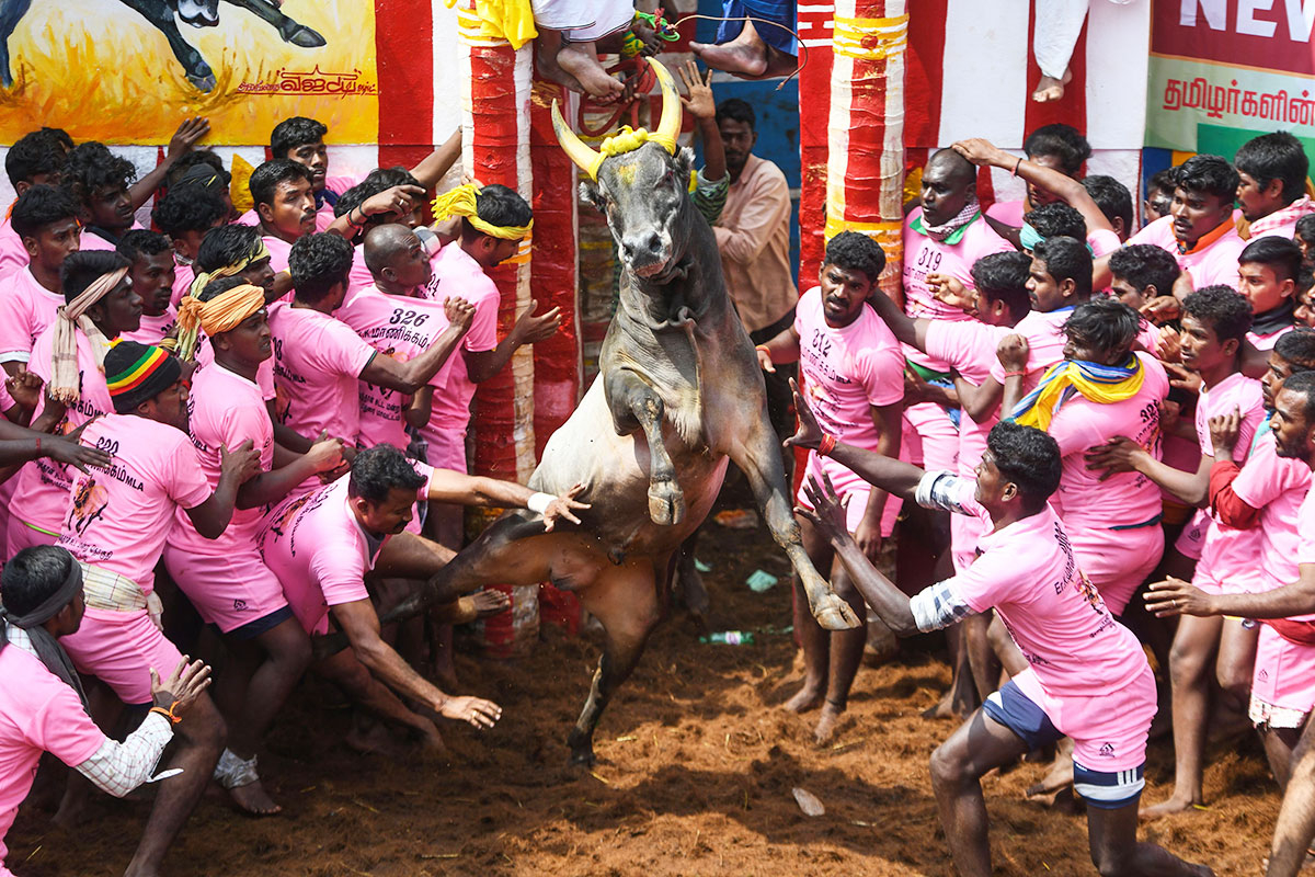 Participants try to control a bull at the annual bull-wrestling event 'Jallikattu'