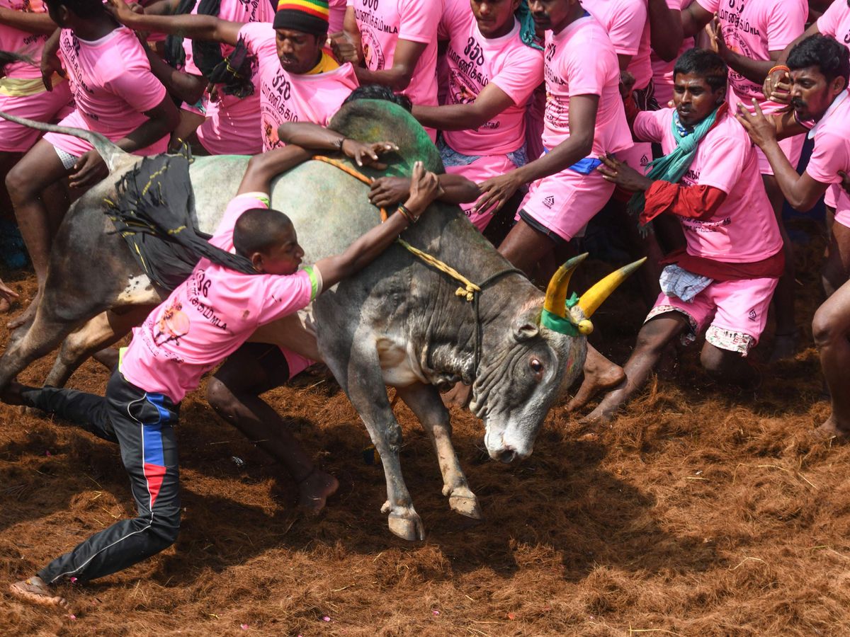 Participants try to control a bull during 'Jallikattu' in Allanganallur