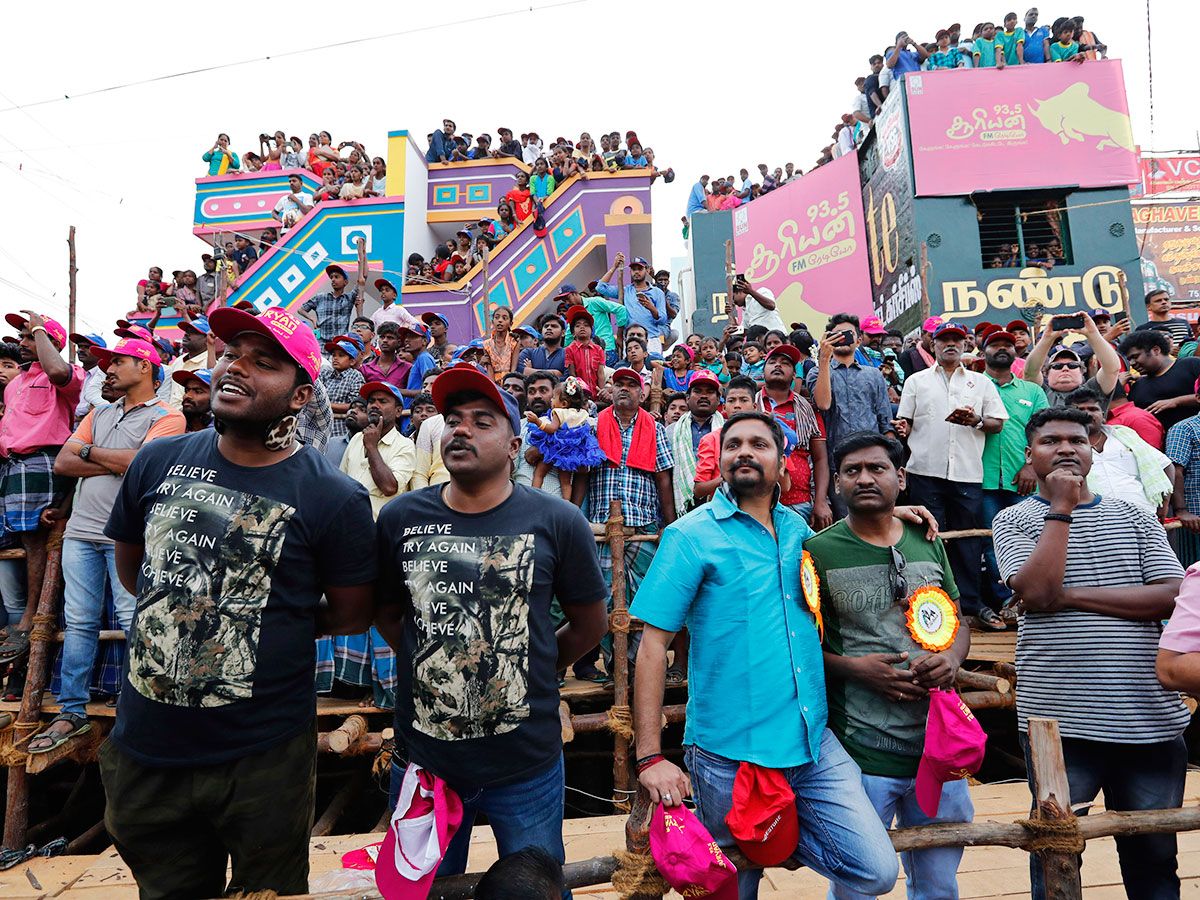 Spectators watch bulls perform during the Jallikattu