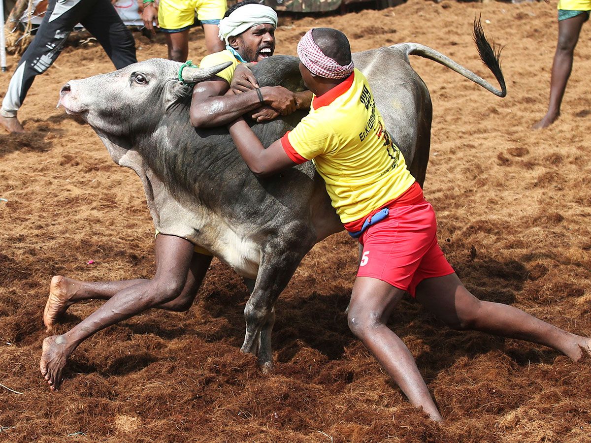 Tamers try to control a bull