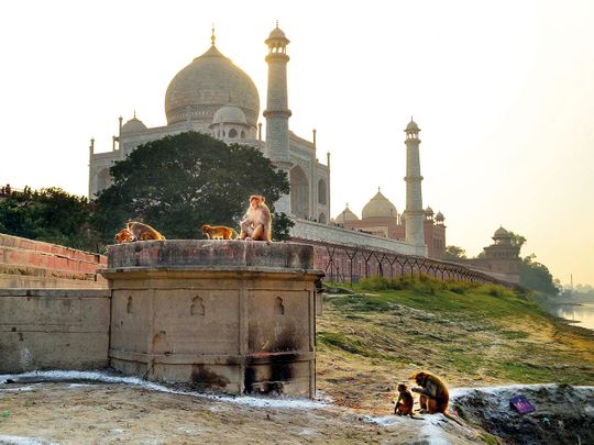 Macaques monkeys gather near the Taj Mahal monument in Agra