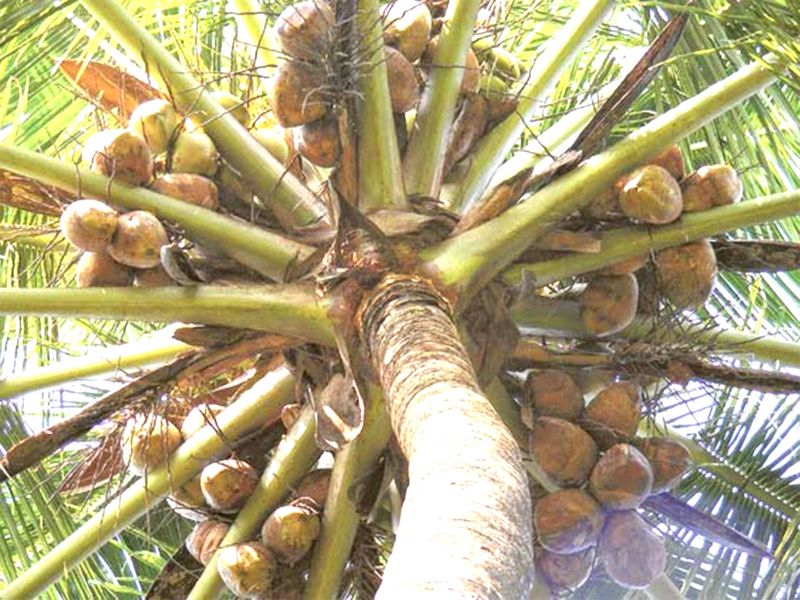 190130 coconut tree