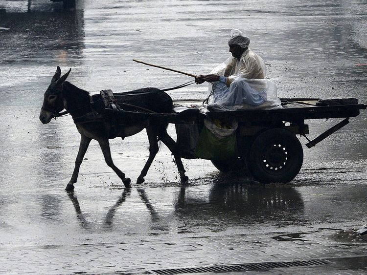 Pakistan To Export Donkeys To China To Earn Foreign Exchange - 