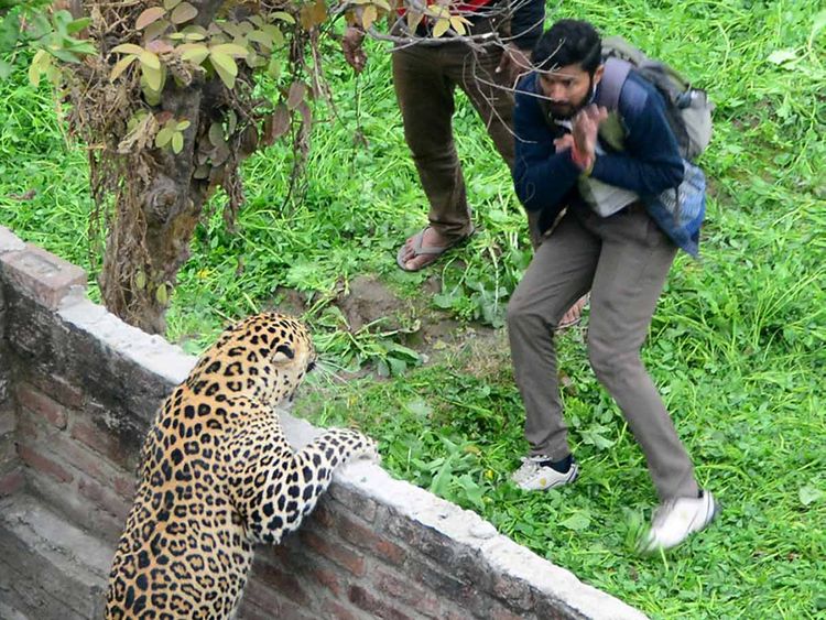 India: Kerala man slashes leopard after being attacked, locals kill it |  India – Gulf News