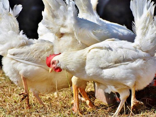 Poultry, chicken, bird flu
