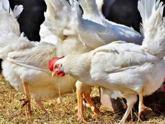 Poultry, chicken, bird flu
