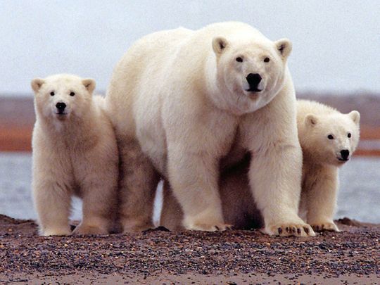 190209 polar bear