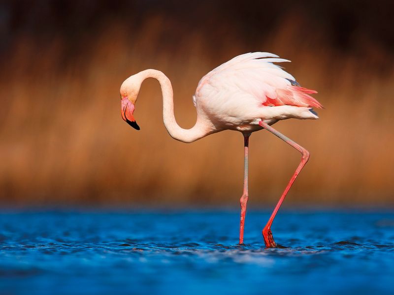 WKR-190209-Greater-flamingo1-(Read-Only)