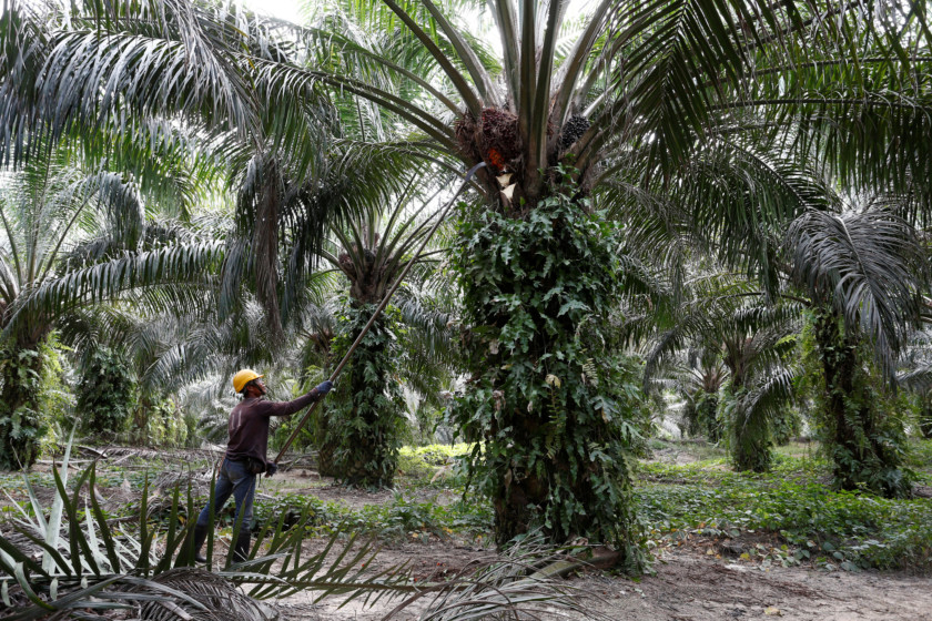 Copy-of-2019-02-11T060135Z_34725222_RC18A36AD020_RTRMADP_3_PALMOIL-TECHNOLOGY-1550662773308