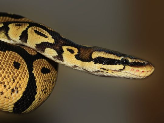 python, generic