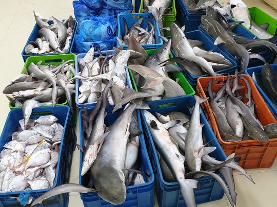 Officials seize 1.7 tonnes of fish, donate haul to charity