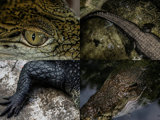 Crocodiles in the Palawan Wildlife Rescue 098