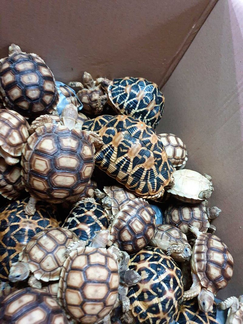 Turtles 091