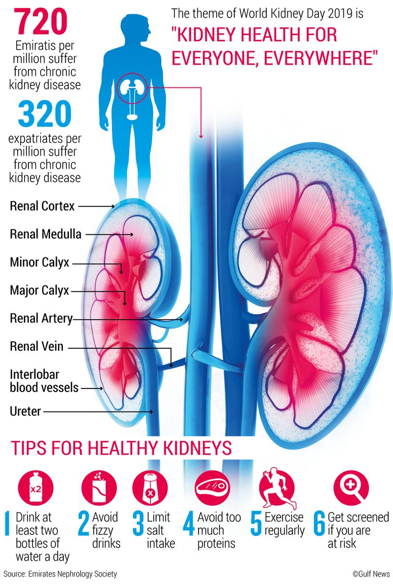 kidney facts
