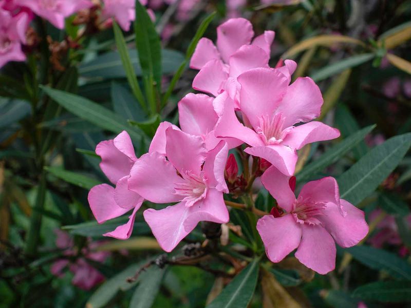 Pink-oleander-1