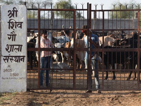 India stray cattle elections
