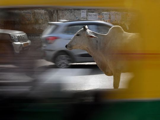 India stray cows election