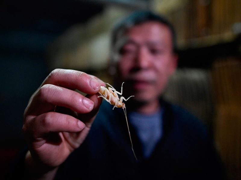 Cockroach farm in China 4
