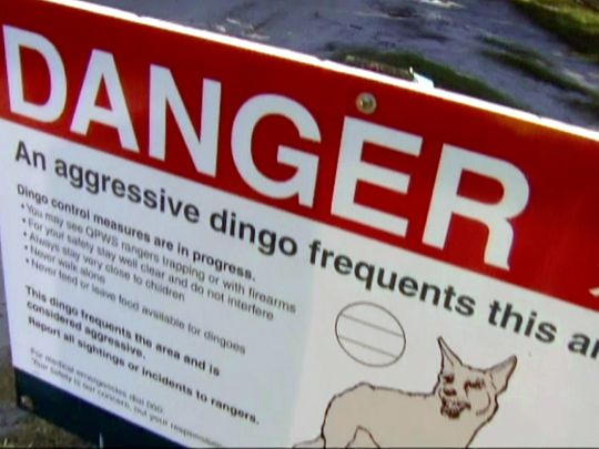 Australia_Dingo_Attack_94051