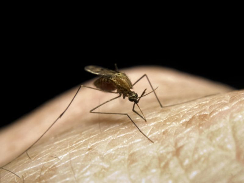 The mosquitoes have become 'wiser' now