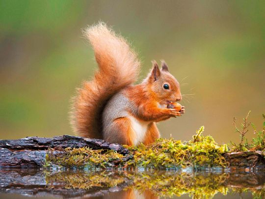 Red-Squirrel-(c)-Mark-Hamblin-(Read-Only)