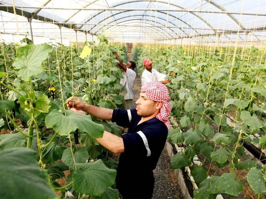 A worker at a cucumber farm in Dhaid
