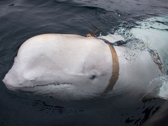 190430 beluga whale